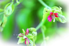 Majidea zanguebarica